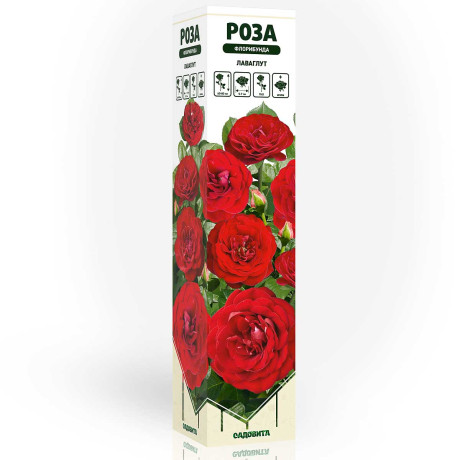 Роза флорибунда Лаваглут Садовита
