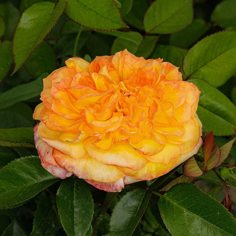 Роза чайно-гибридная Анри Дельбар Садовита