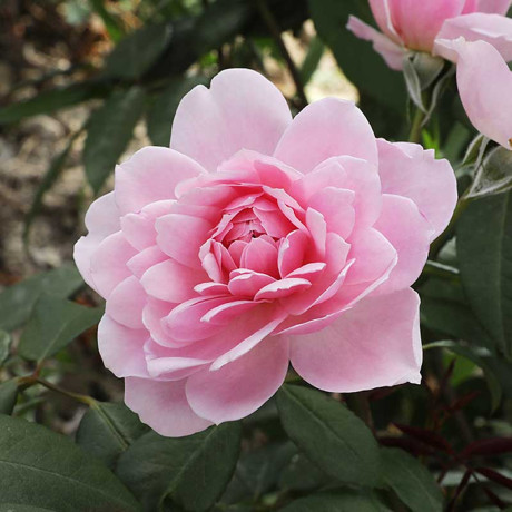 Роза плетистая Франсуа Юренвиль Садовита