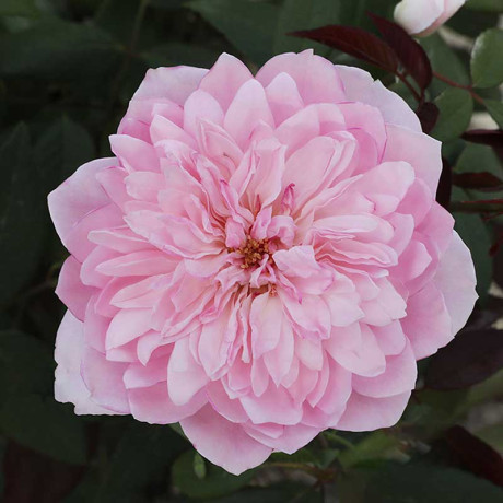 Роза плетистая Франсуа Юренвиль Садовита