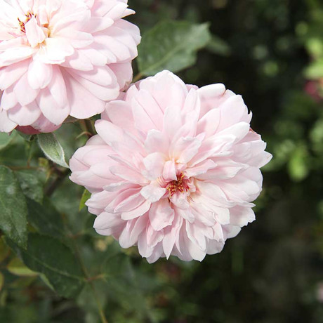 Роза плетистая Франсуа Юренвиль Садовита