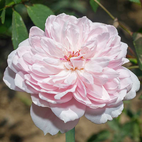 Роза плетистая Франсуа Юренвиль Садовита