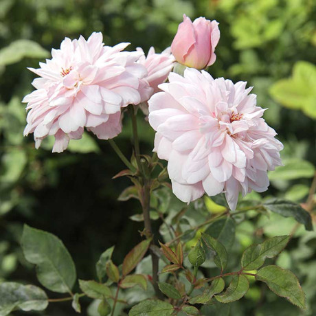 Роза плетистая Франсуа Юренвиль Садовита