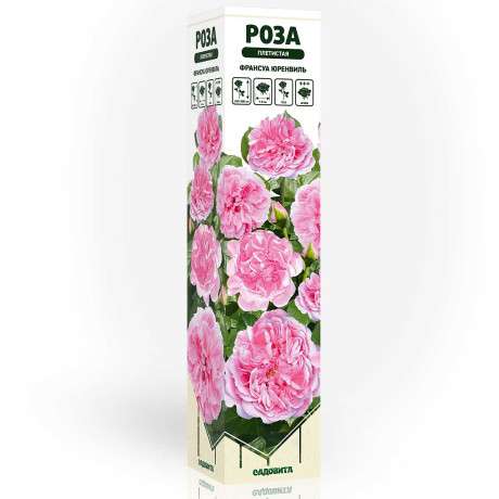 Роза плетистая Франсуа Юренвиль Садовита