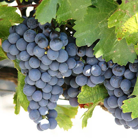 Виноград Памяти Домбковской очень ранний Садовита