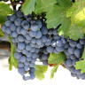 Виноград Памяти Домбковской очень ранний Садовита