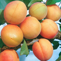 Абрикос Погремок Садовита