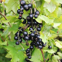 Смородина черная Дар Смольяниновой Садовита