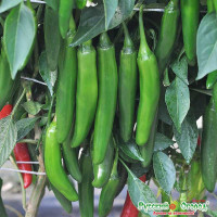 Перец Зеленые пальчики НК Ц