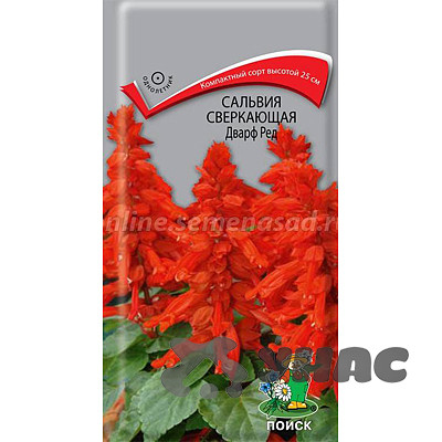 Сальвия Дварф ред сверкающая Поиск Ц