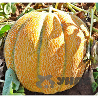 Дыня Эфиопка Поиск Ц