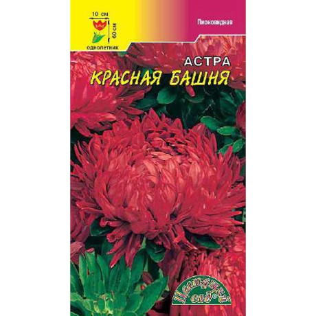 Астра Башня Красная пионовидная ЦветСад Ц