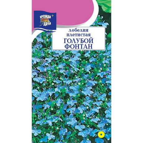 Лобелия Голубой фонтан Урожай у дачи Цх10