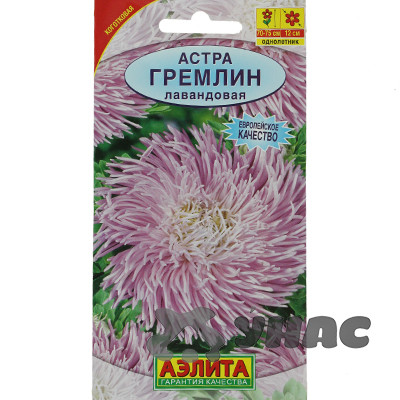 Астра Гремлин лавандовая Аэлита Ц