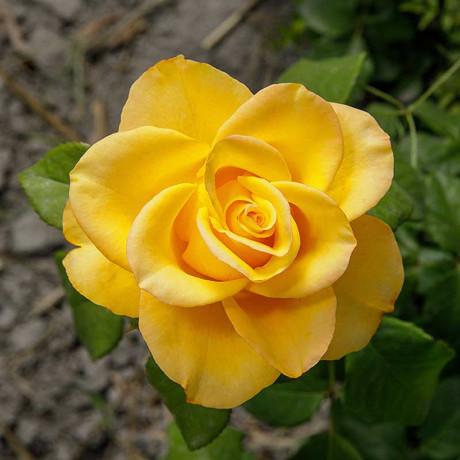 Роза чайно-гибридная Керио Садовита