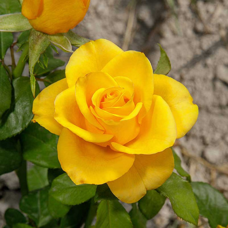 Роза чайно-гибридная Керио Садовита