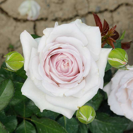 Роза чайно-гибридная Баунти Вей Садовита