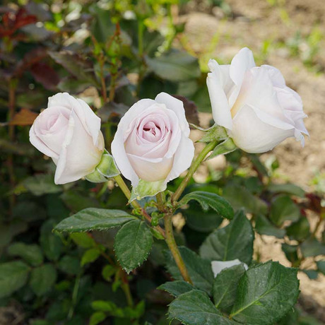 Роза чайно-гибридная Баунти Вей Садовита