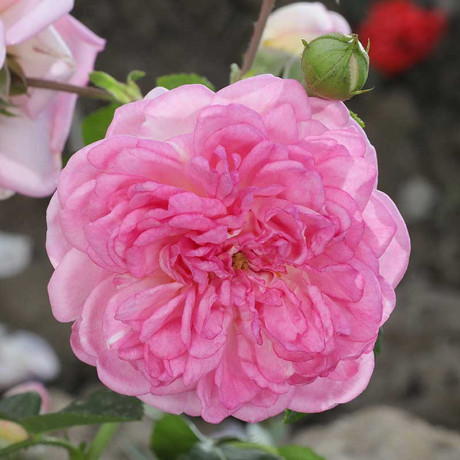 Роза плетистая Ютерсен Розенпринцессин Садовита