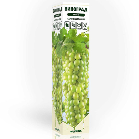Виноград Памяти Шатилова ранний Садовита