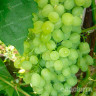 Виноград Памяти Шатилова ранний Садовита