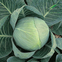 Капуста Коля 2500шт Маринда/Seminis