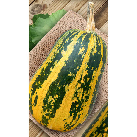 Тыква Грибовская кустовая 189 15шт Садовита Ц