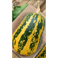 Тыква Грибовская кустовая 189 15шт Садовита Ц