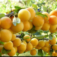 Алыча Злато скифов Садовита