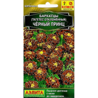 Бархатцы Черный принц Аэлита Ц