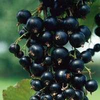 Смородина черная Петербурженка Садовита