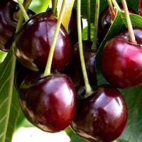 Черешня Итальянка Садовита