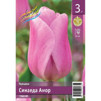 Тюльпан Синаеда Амор 10/11 3 шт