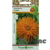 Календула Радио НК Ц