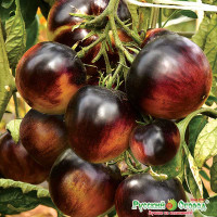 Семена Томат Черничный Пломбир Русский Огород