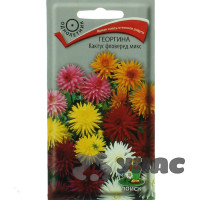 Георгин Кактус Фловеред микс Поиск Ц