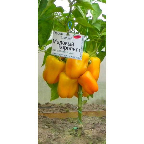 Перец Медовый король F1 Премиум Сидс Ц