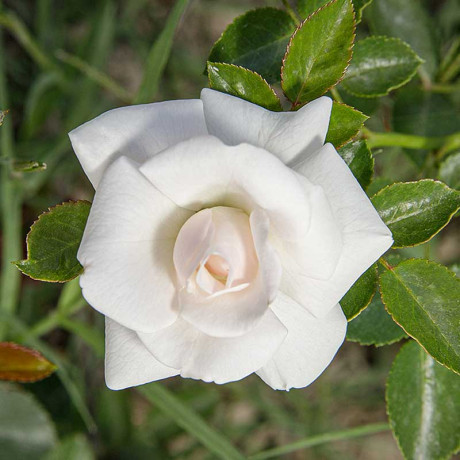 Роза флорибунда Аспирин Садовита