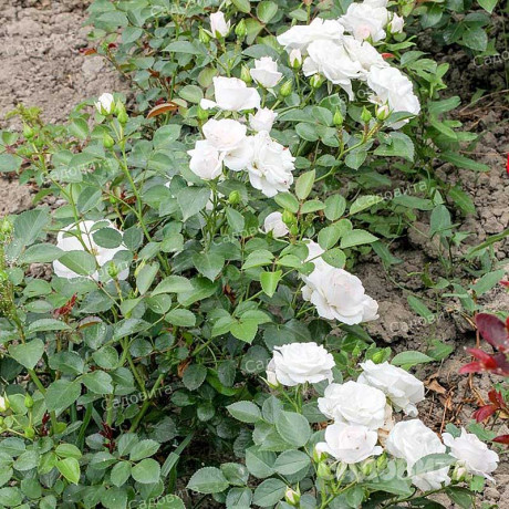 Роза флорибунда Аспирин Садовита