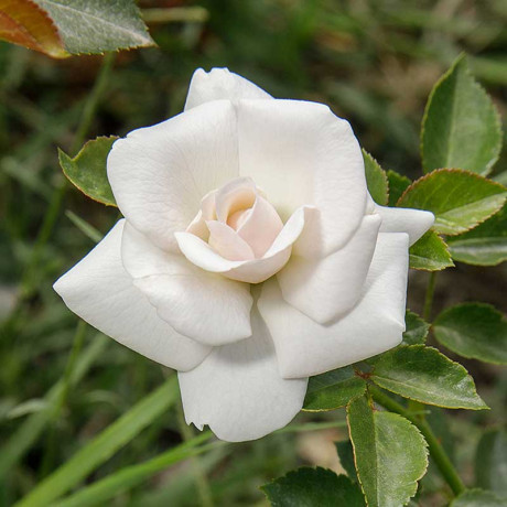 Роза флорибунда Аспирин Садовита