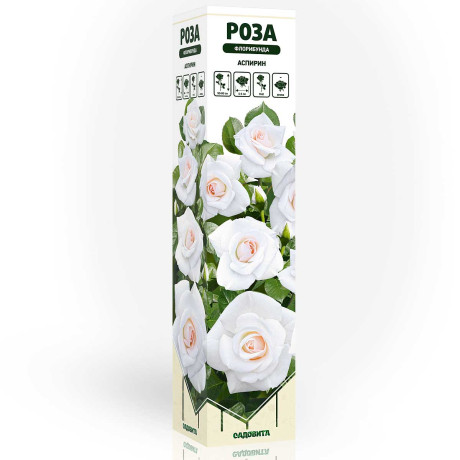 Роза флорибунда Аспирин Садовита