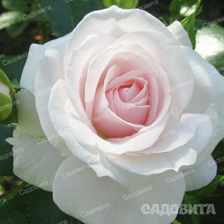 Роза флорибунда Аспирин Садовита