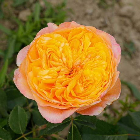 Роза чайно-гибридная Вувузелла Садовита