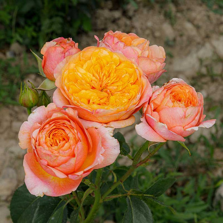 Роза чайно-гибридная Вувузелла Садовита