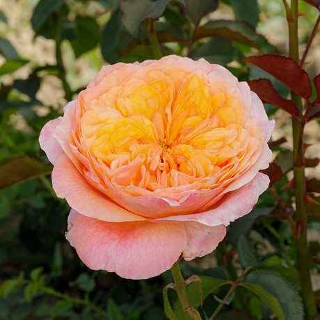 Роза чайно-гибридная Вувузелла Садовита