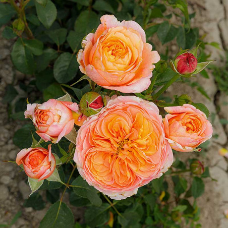 Роза чайно-гибридная Вувузелла Садовита