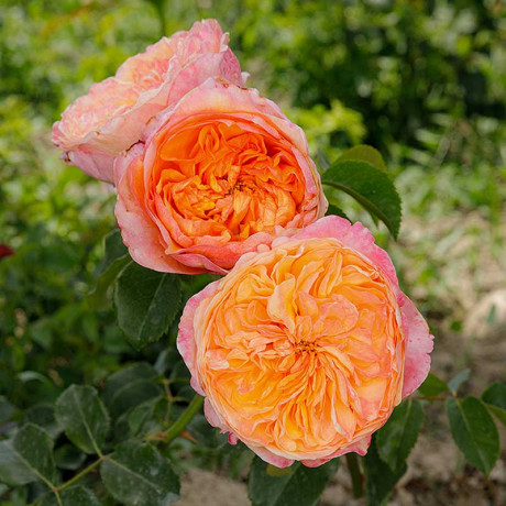 Роза чайно-гибридная Вувузелла Садовита