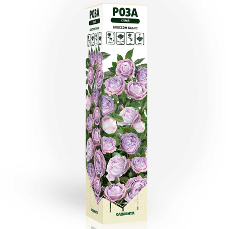 Роза спрей Блоссом баблс Садовита