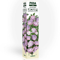 Роза спрей Блоссом баблс Садовита