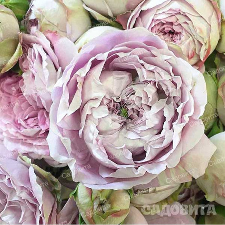 Роза спрей Блоссом баблс Садовита